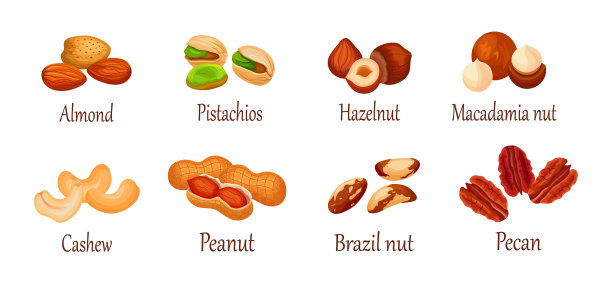 一套新鲜的坚果在白色背景图片下载