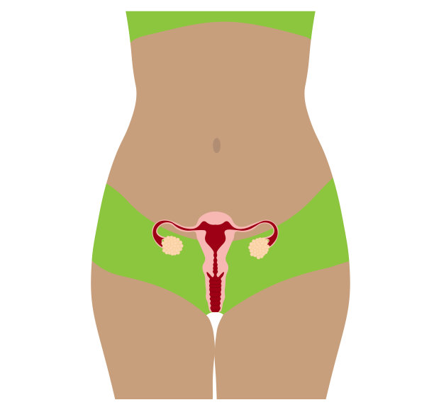 女性生殖系统。图片下载