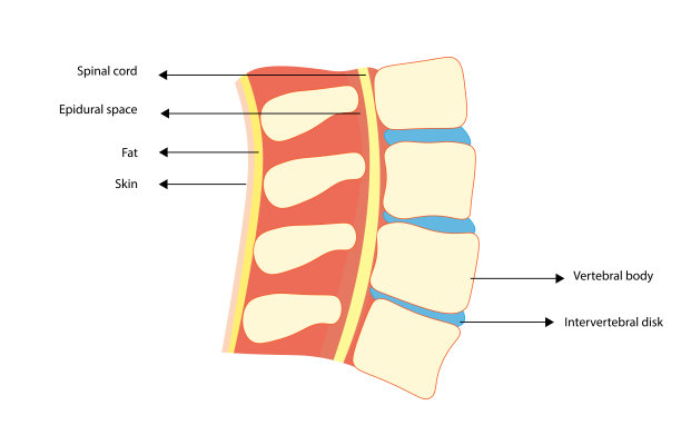 列解剖学。脊髓矢状面图解及解剖鉴定图片下载