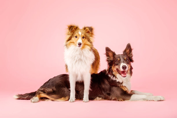 粉红色背景的摄影棚里的边境牧羊犬和喜乐蒂牧羊犬图片下载