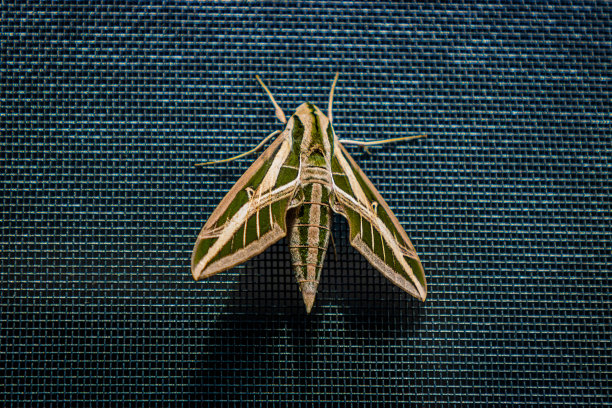 屏幕上的带状狮身人面像飞蛾图片下载