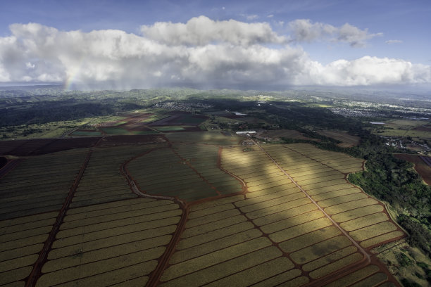 鸟瞰大的彩色菠萝种植园，直升机视图，瓦胡岛，夏威夷图片下载