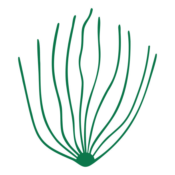 灌木状的海藻水下植物生长在海底。颜色向量插图。孤立的背景。平的风格。水族装饰。网页设计的想法。图片下载