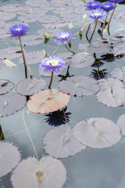 池塘或湖里的睡莲图片下载