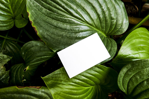 绿叶背景手持空白卡图片下载
