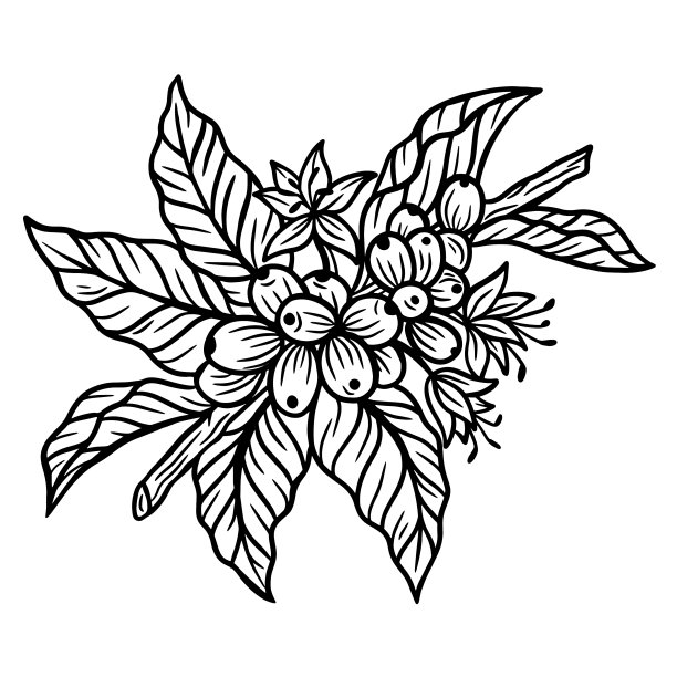 用咖啡豆和叶子手工绘制的咖啡枝图片下载