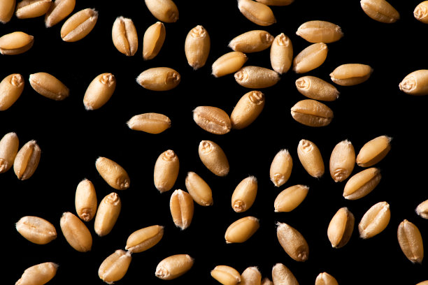 堆小麦种子孤立在白色背景图片下载