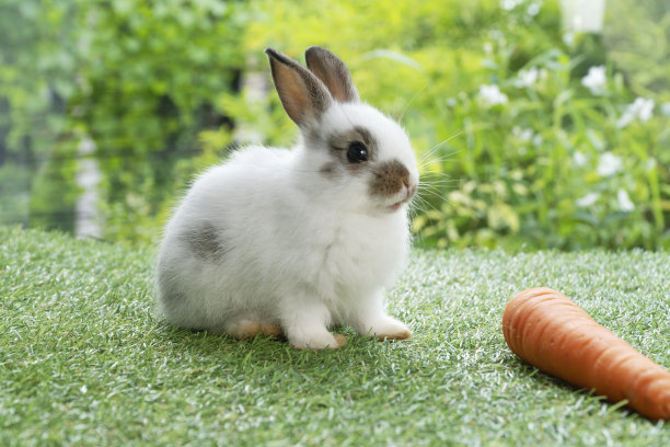 可爱的小兔子兔子吃新鲜的橙色胡萝卜坐在绿色草地上的自然背景。毛茸茸的棕兔、白兔在春天喂有机胡萝卜。复活节动物概念图片下载