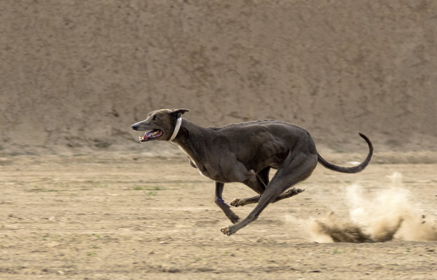 旁遮普的英国灰狗德比图片下载