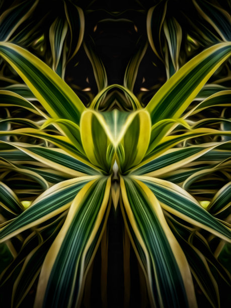 天龙草(Dracaena reflexa)是苏姬属植物中的观赏植物图片下载