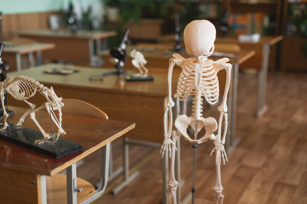 显微镜和动物骨架放在桌子上。进化理论。研究生物学。自然科学。上课用课桌。教室。在大学的实验室。Biolaboratory。科学。图片下载