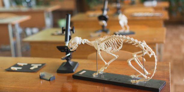 显微镜和动物骨架放在桌子上。进化理论。研究生物学。自然科学。上课用课桌。教室。在大学的实验室。Biolaboratory。科学。图片下载