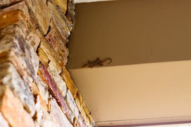 热带家壁虎(Hemidactylus mabouia)休息在彩色石柱悬垂，从下面图片下载
