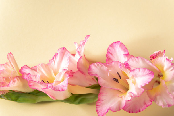 粉红色的剑兰花在粉红色的背景，文字的空间图片下载