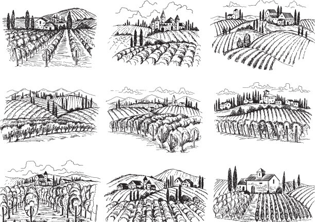 葡萄园景观农场葡萄田与房屋图片下载