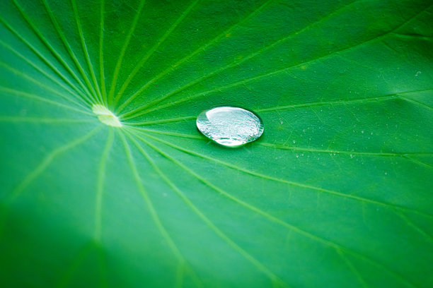 荷叶上的水滴图片下载