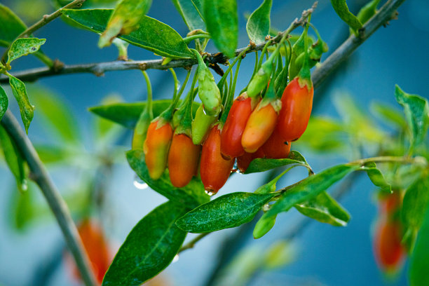 枸杞果图片下载