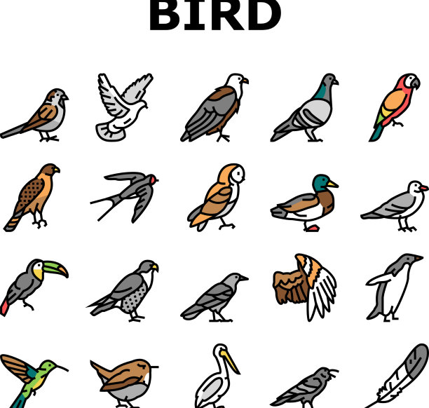 鸟类飞行动物与羽毛图标设置图片下载