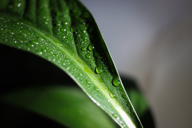 带着雨滴的绿色热带树叶。美丽的绿色背景。素材图片