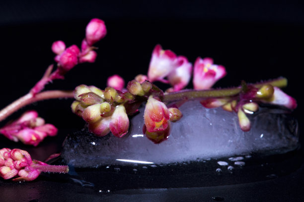 Heuchera与冰图片下载