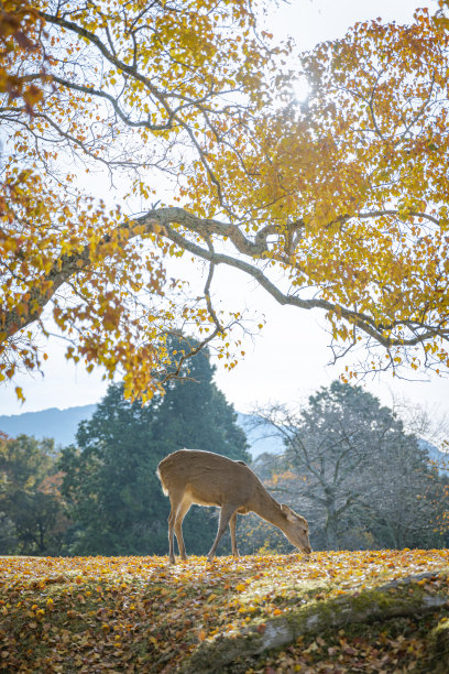 鹿在秋天图片下载