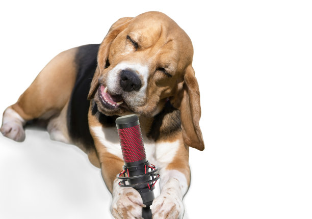 一只有趣的小猎犬张开嘴对着麦克风唱歌图片下载