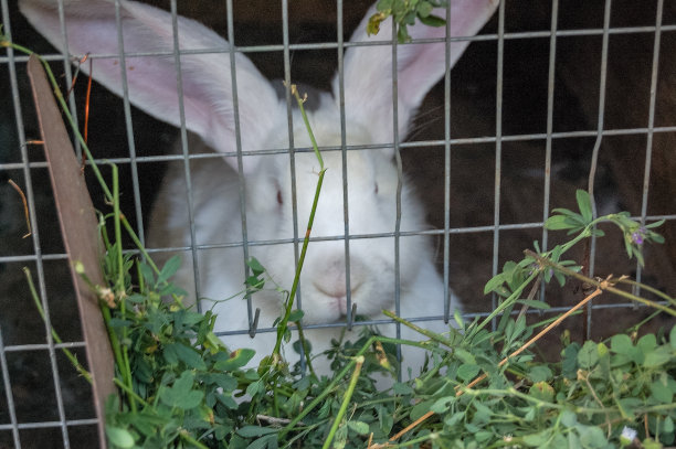 家养的兔子在笼子里图片下载