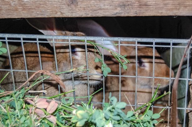 家养的兔子在笼子里图片下载