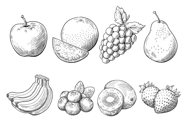 水果线绘制插图，手绘草图，矢量在白色背景，水果插图。画线。图片下载