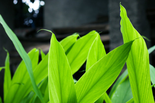 姜黄，哈尔迪(姜黄)植物叶分离。亚洲的草,印度。草本植物，姜黄，哈尔迪种植。图片下载