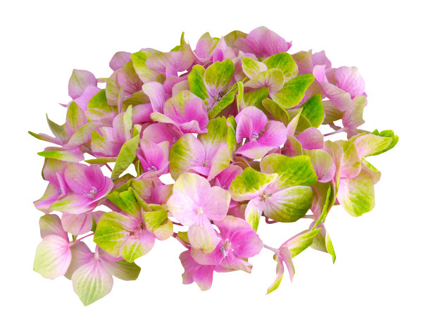 微距照片粉红色和绿色绣球。前视图在白色孤立背景图片下载