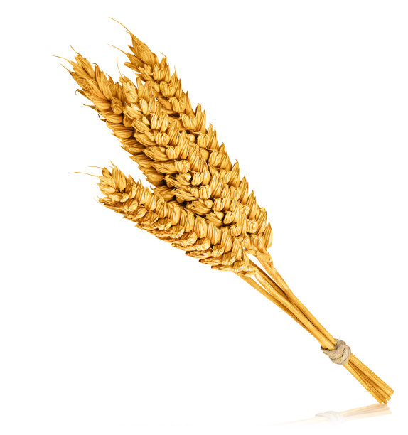 孤立在白色背景上的小麦穗。图片下载