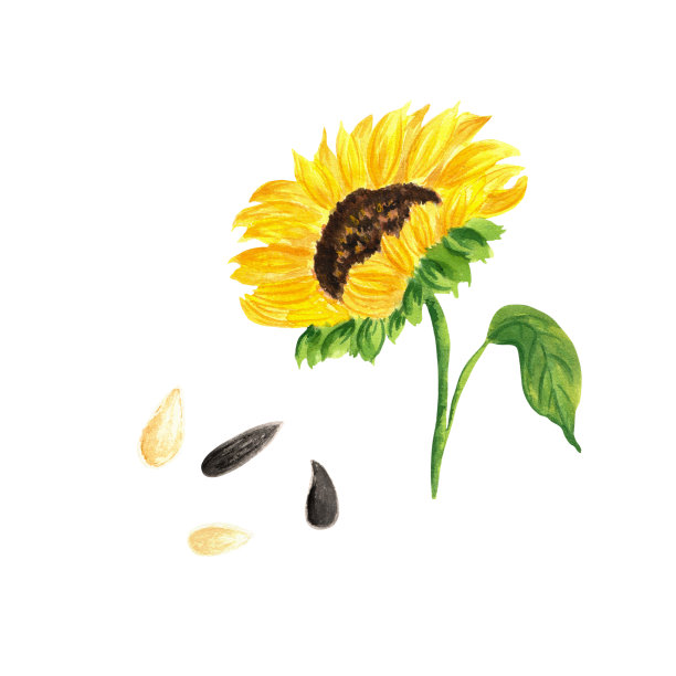 水彩画向日葵。秋季水彩画插图中的一个孤立的元素。图片下载
