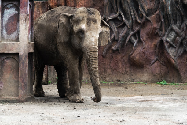 在危地马拉城的拉奥罗拉动物园里，大象被关在笼子里，自由的限制，人类的霸道。图片下载