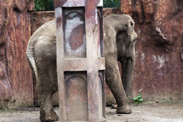 在危地马拉城的拉奥罗拉动物园里，大象被关在笼子里，自由的限制，人类的霸道。图片下载