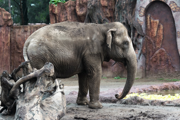 在危地马拉城的拉奥罗拉动物园里，大象被关在笼子里，自由的限制，人类的霸道。图片下载
