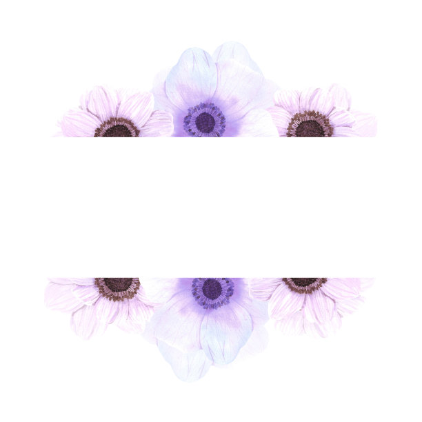 Handdrawn海葵框架。水彩风花板上的白色背景。剪贴簿设计元素。印刷海报，婚礼卡，标签，旗帜设计集。图片下载