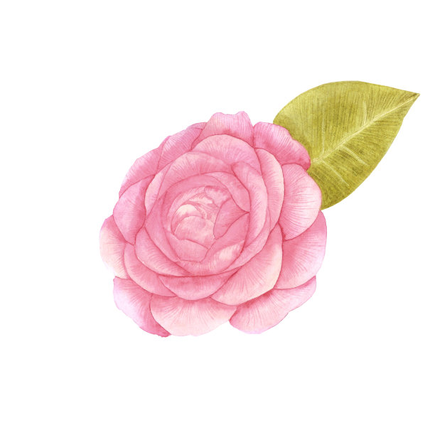 手绘水彩粉红色玫瑰与绿色的叶子在白色的背景。剪贴簿设计，排版海报，标签，横幅，明信片。图片下载