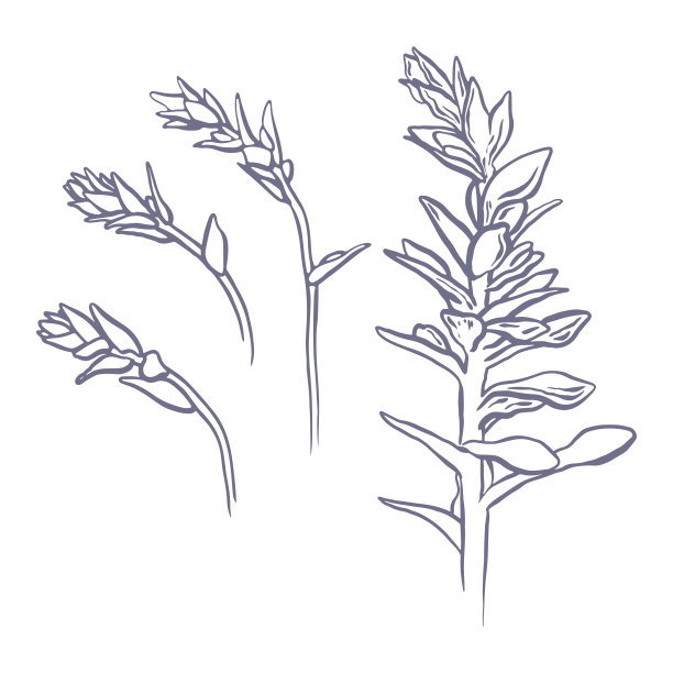 植物矢量插图。采购产品手工绘制的花卉模板，精致的花，枝，花。设计元素线图图片下载