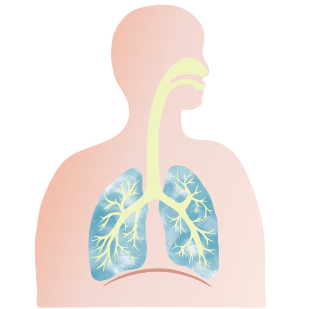 彩色插图的肺和气管与人体轮廓。图片下载