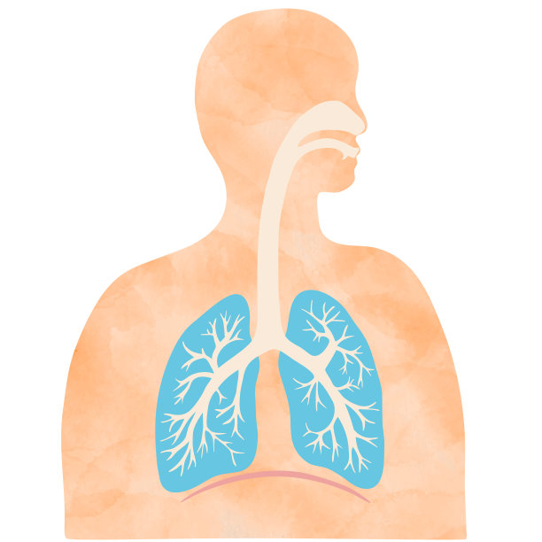 彩色插图的肺和气管与人体轮廓。图片下载