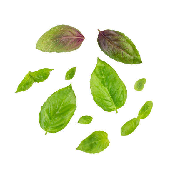 罗勒叶孤立在白色背景图片下载