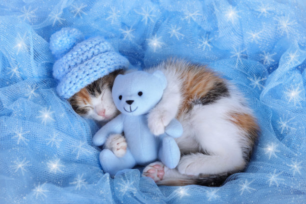 戴着蓝色帽子的小猫睡着了，抱着一个小玩具兔兔。小猫躺在蓝色的背景上打瞌睡。可爱的猫特写。虎斑。宠物护理。小猫闭着眼睛。图片下载