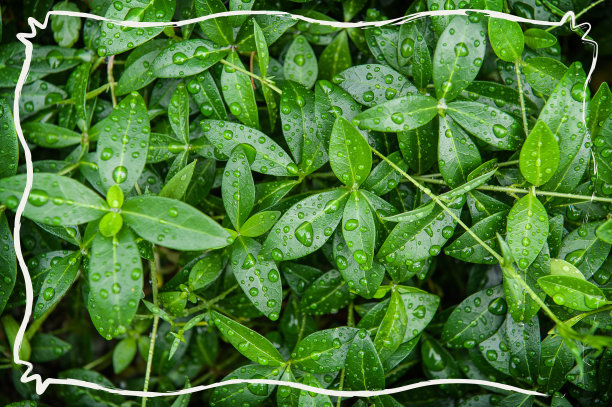 抽象的自然背景，绿色的植物叶片和富有创意的框架图片下载