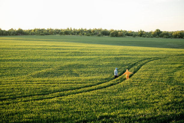 鸟瞰绿色麦田，一对夫妇走在小路上图片下载