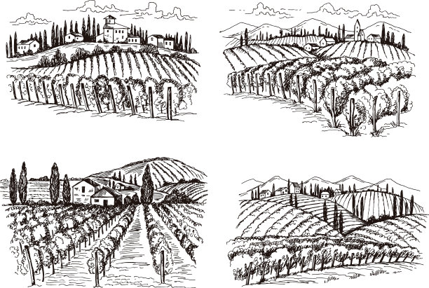 葡萄园老法国酒庄葡萄酒景观手图片下载