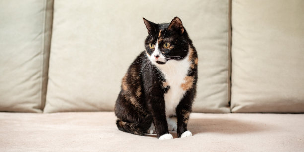 小彩猫在家里放松，小猫的肖像放在室内的沙发上。短毛混合家养动物，宠物概念摄影在室内图片下载