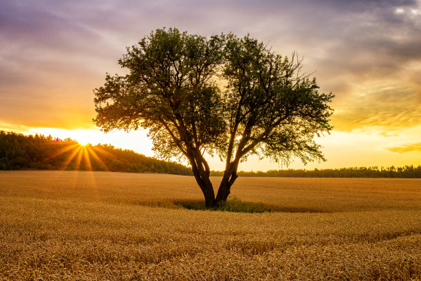 麦田里金色的日出图片下载
