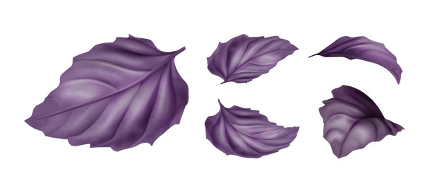 紫罗勒叶图片下载