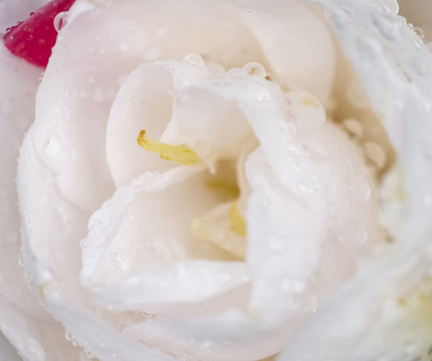 山茶花在雨中图片下载